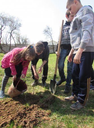 Учні ЗОШ № 5 долучилися до природоохоронної акції «Посади дерево миру»